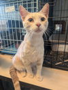 adoptable Cat in , AL named FRIEZ