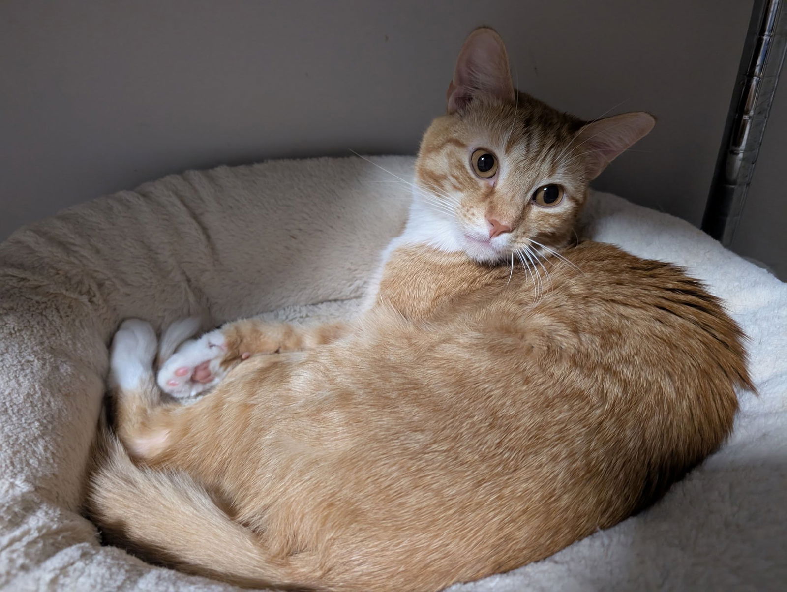 adoptable Cat in Capshaw, AL named WOODY