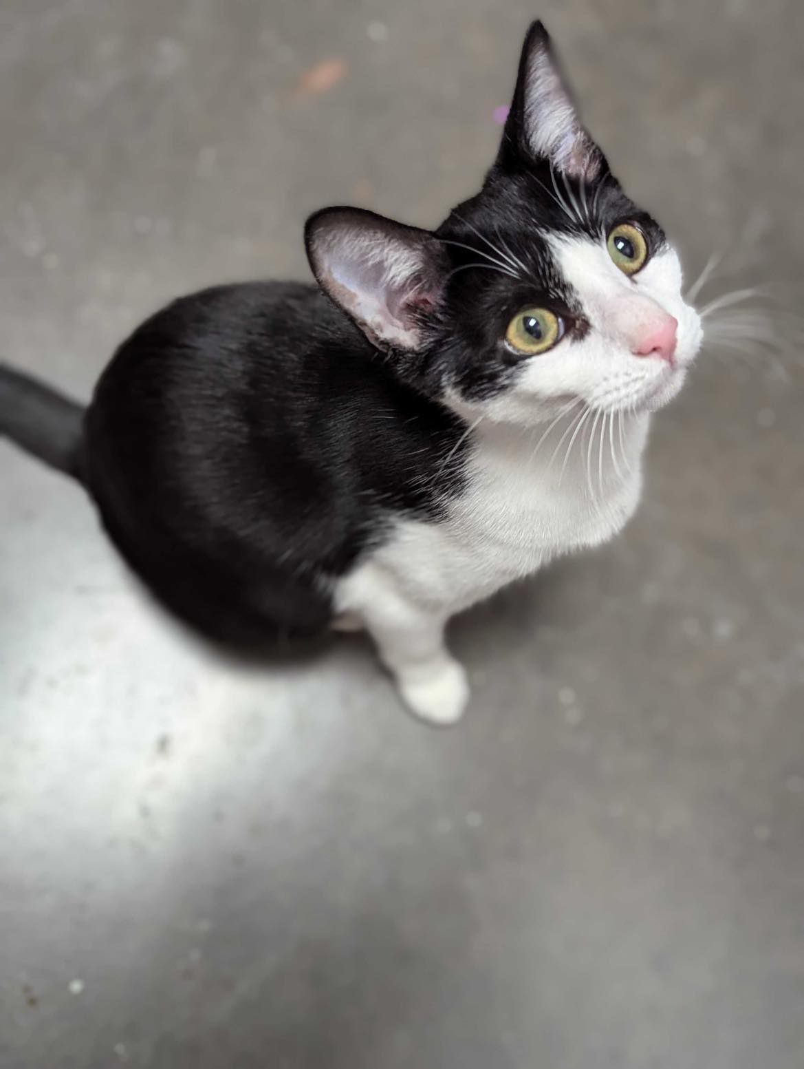 adoptable Cat in Capshaw, AL named ELAINE