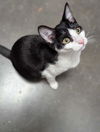 adoptable Cat in Capshaw, AL named ELAINE