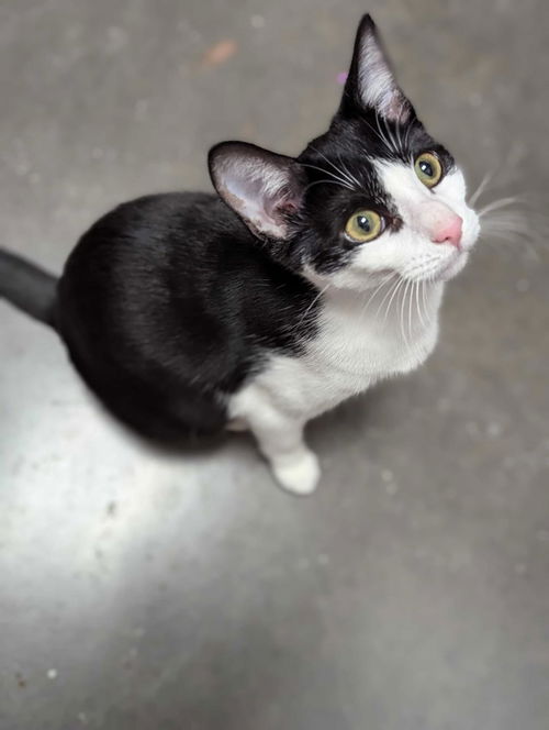 picture of the cat needing adoption