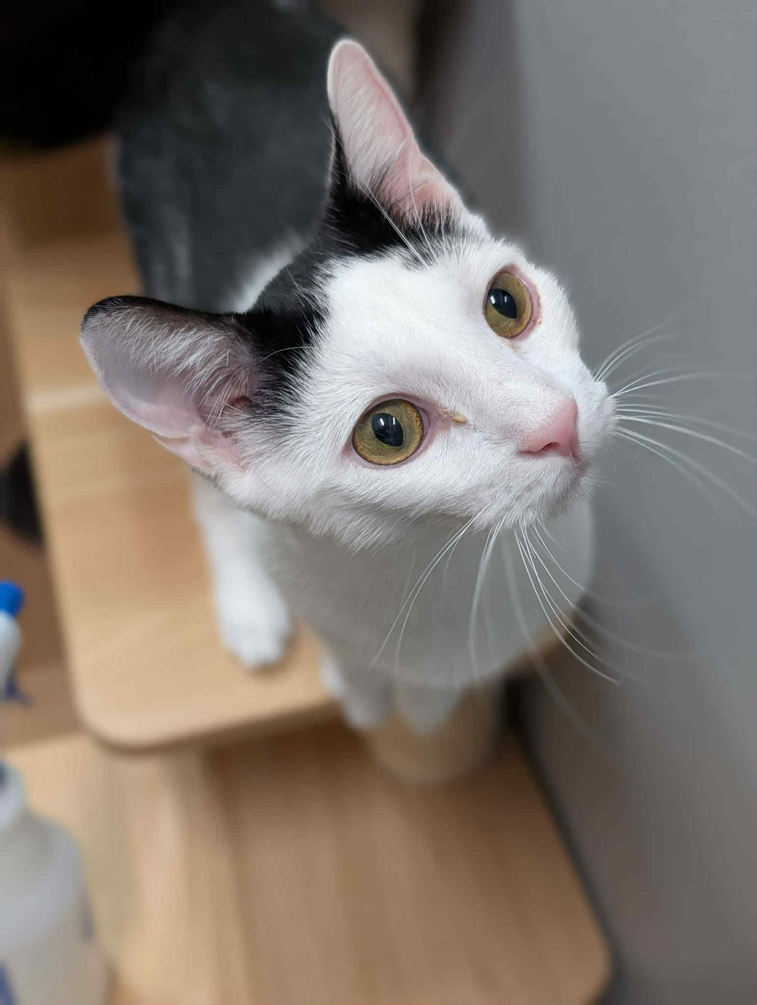 adoptable Cat in Capshaw, AL named GEORGE COSTANZA