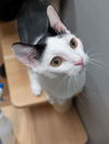 adoptable Cat in Capshaw, AL named GEORGE COSTANZA