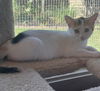 adoptable Cat in Capshaw, AL named AMARA