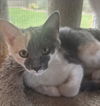 adoptable Cat in , AL named RENATA