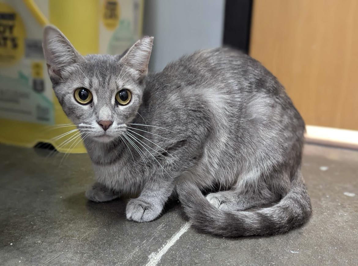 adoptable Cat in Capshaw, AL named MOLLY WEASLEY