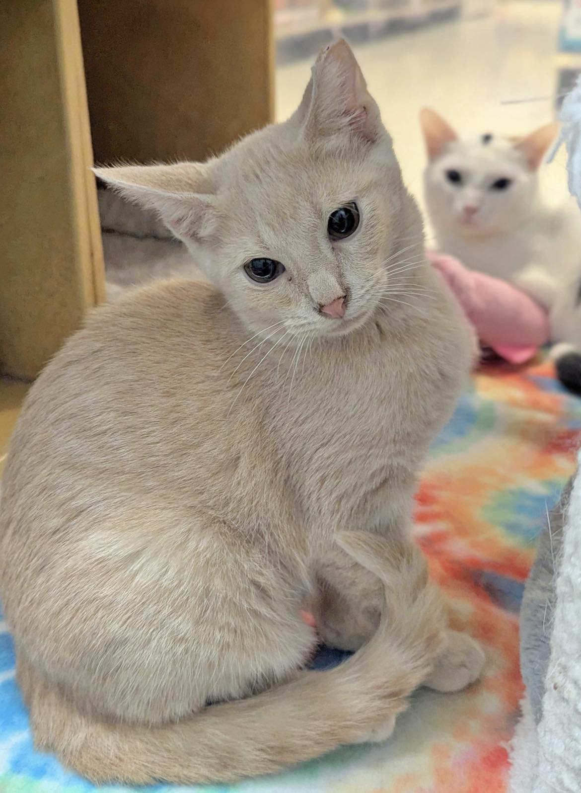 adoptable Cat in Capshaw, AL named FRED WEASLEY