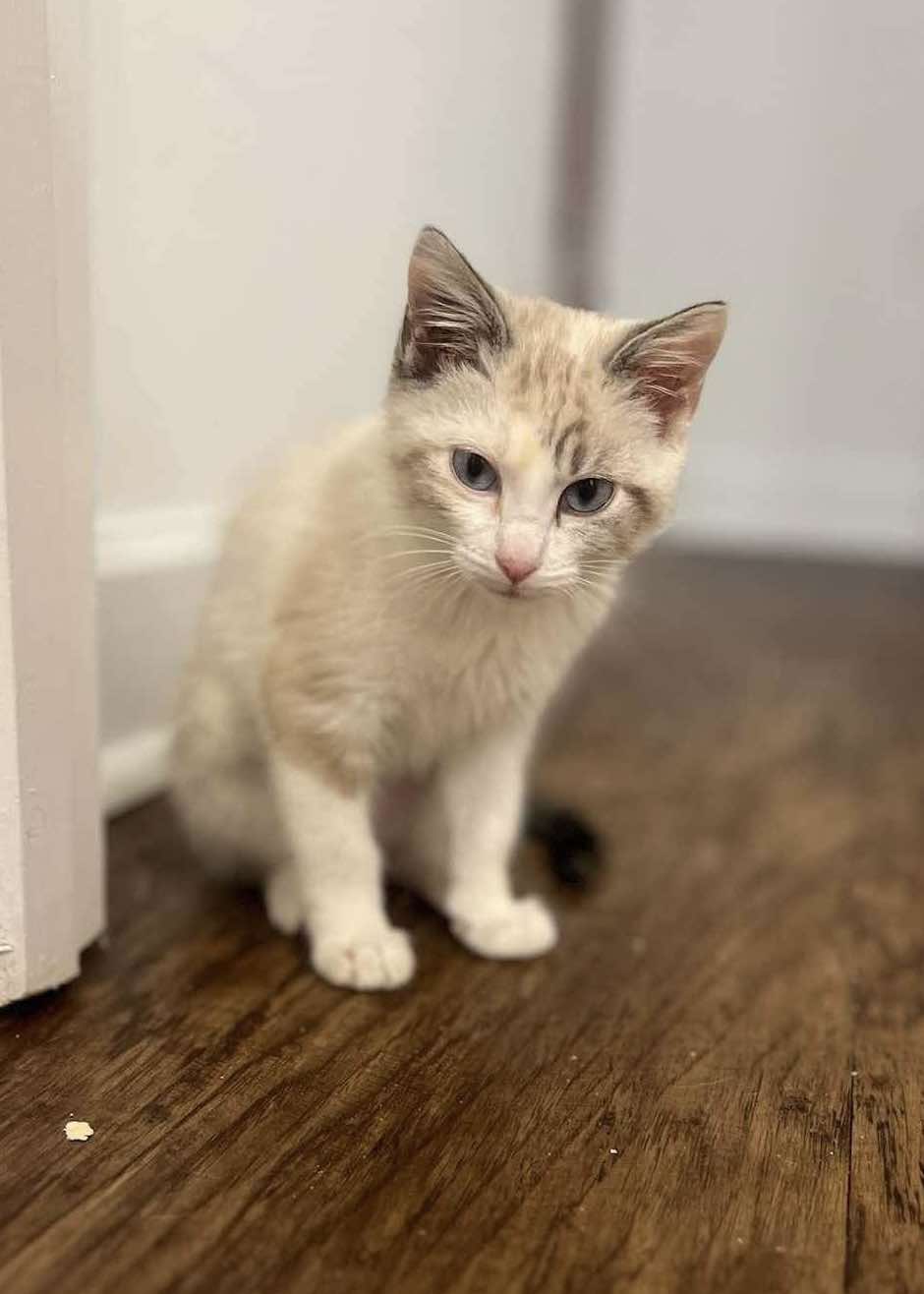 adoptable Cat in Capshaw, AL named HONEYDEW