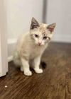 adoptable Cat in , AL named HONEYDEW