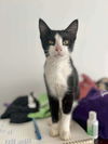 adoptable Cat in , AL named RALPHIE