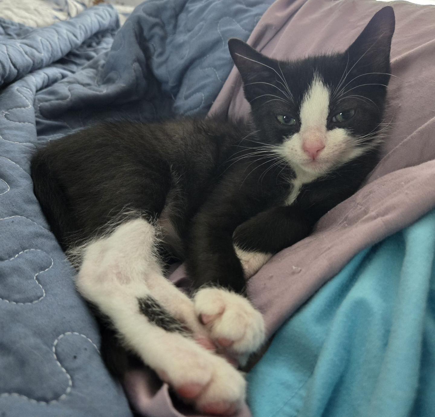 adoptable Cat in Capshaw, AL named HIGHLIGHTER