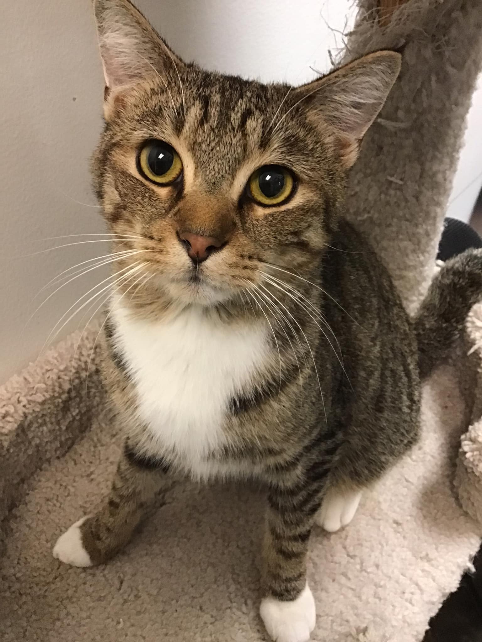 adoptable Cat in Capshaw, AL named TANNY