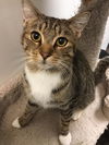 adoptable Cat in , AL named TANNY