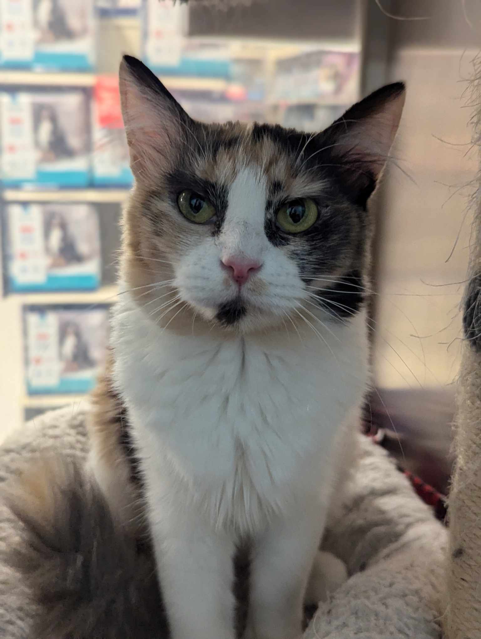 adoptable Cat in Capshaw, AL named TALA