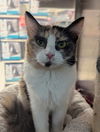 adoptable Cat in , AL named TALA