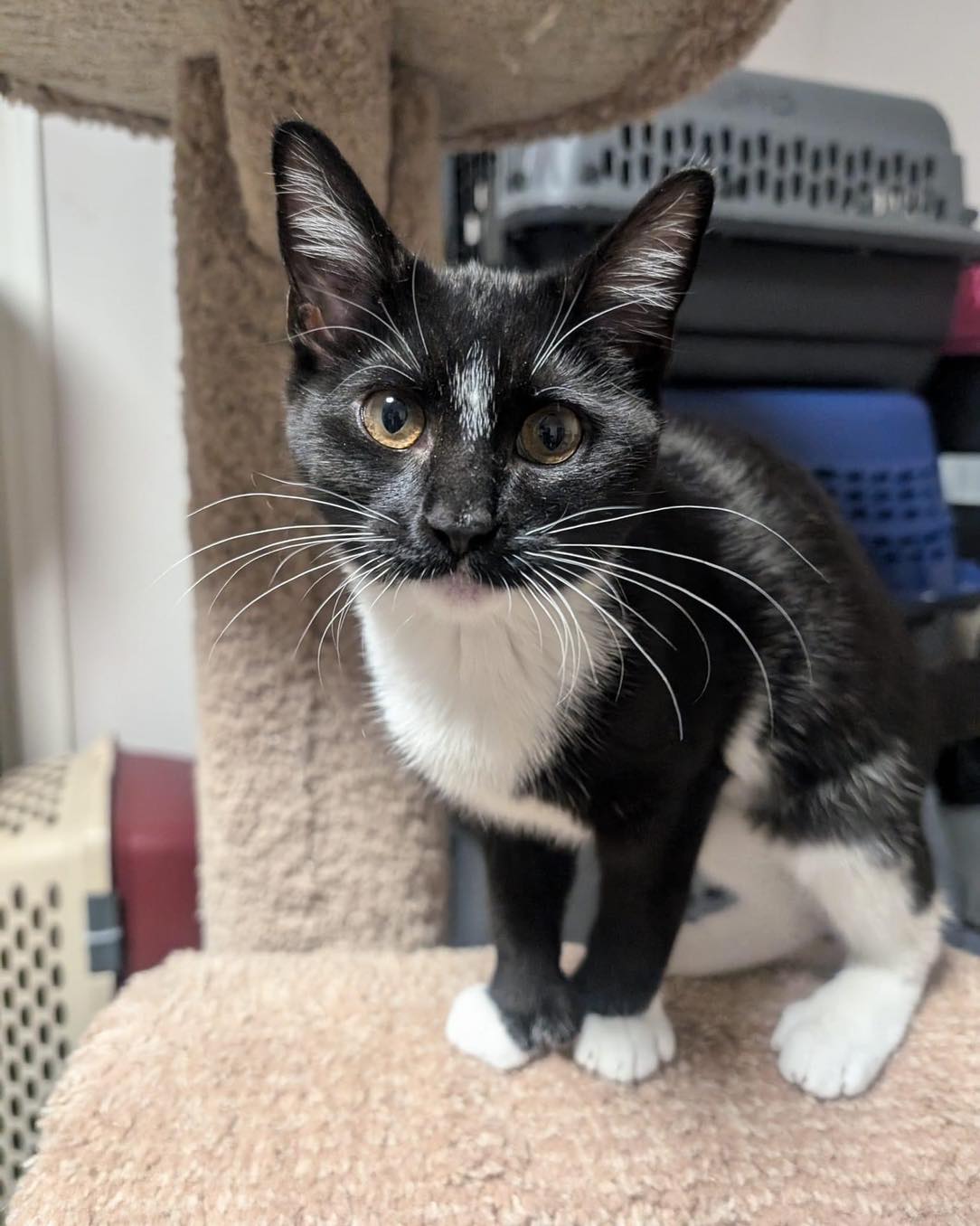 adoptable Cat in Capshaw, AL named HAYDEN