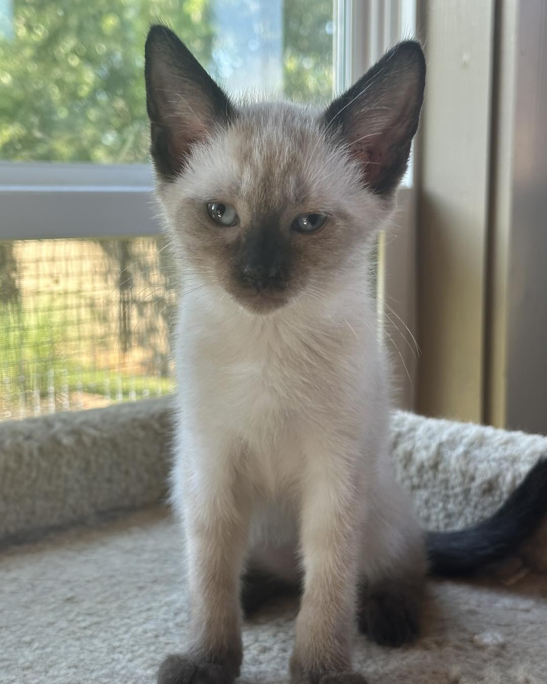 adoptable Cat in Capshaw, AL named ABBA-ZABBA