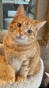 adoptable Cat in Capshaw, AL named TONY THE TIGER