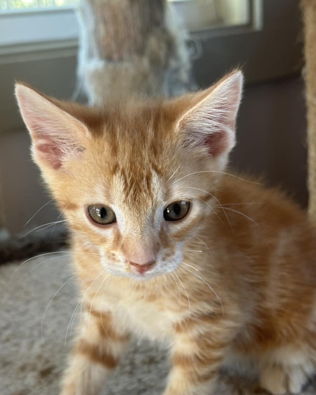 adoptable Cat in Capshaw, AL named TONY THE TIGER