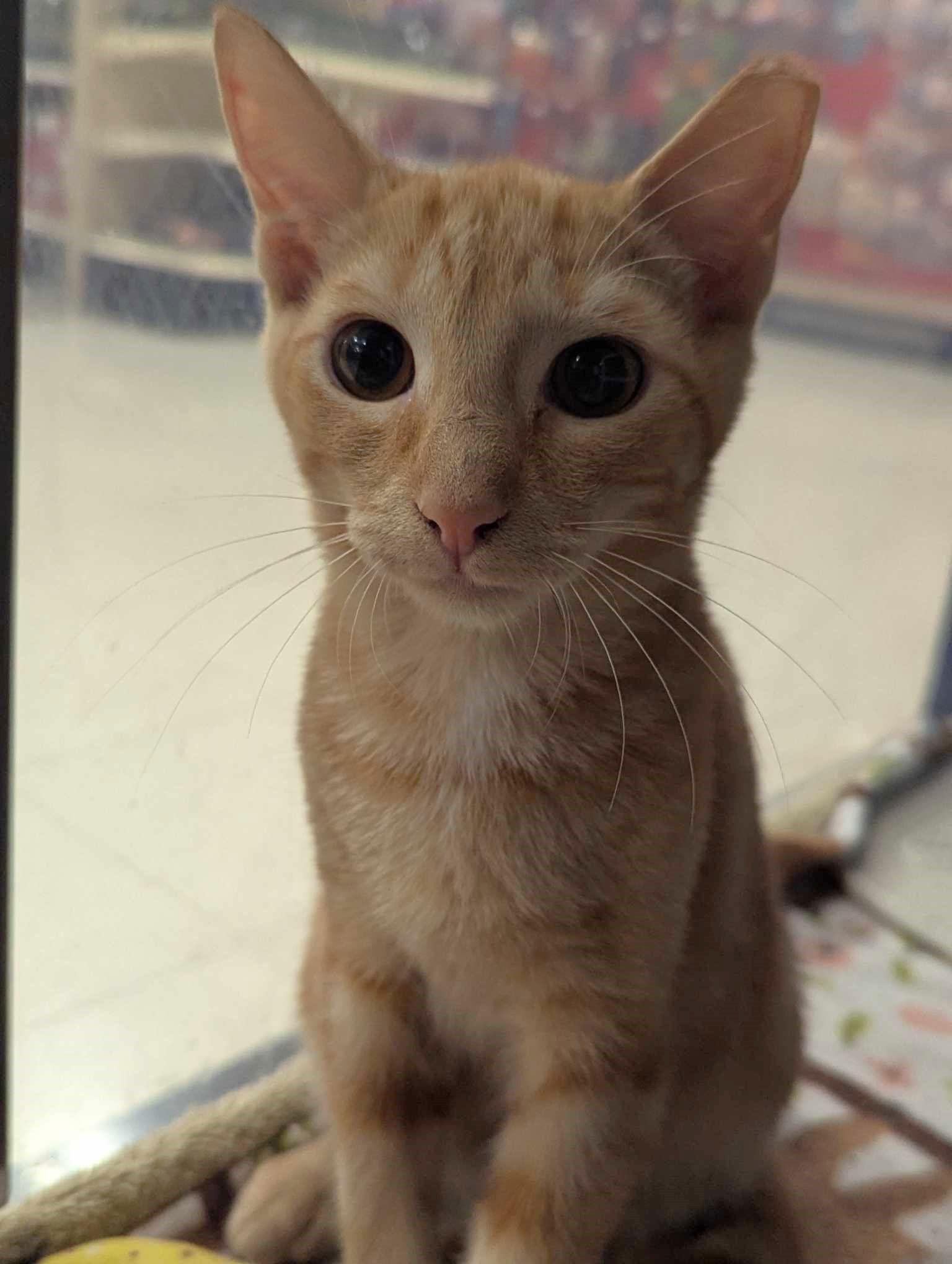 adoptable Cat in Capshaw, AL named JACK