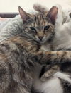 adoptable Cat in , AL named CHRISSY