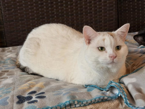 CEVA, Young Calico (short coat), cat for adoption in Florence, Alabama