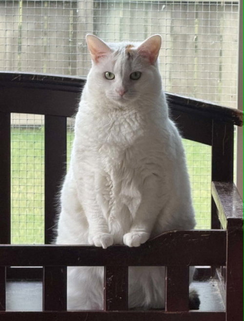 CEVA, an adoptable Calico in Capshaw, AL
