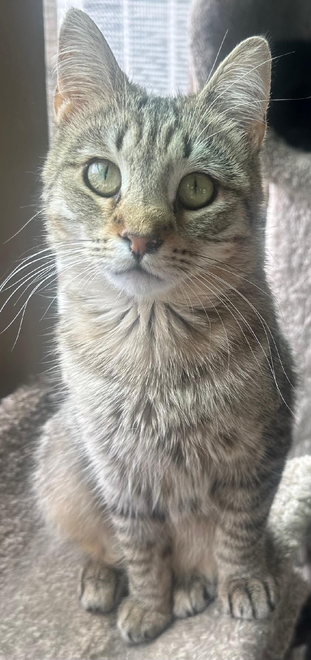 adoptable Cat in Capshaw, AL named MASERATI