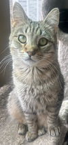 adoptable Cat in Capshaw, AL named MASERATI