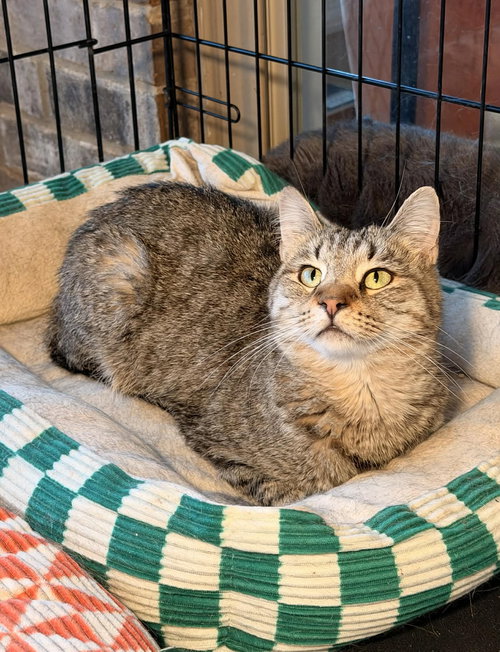 MASERATI, Young Tabby (short coat), cat for adoption in Florence, Alabama