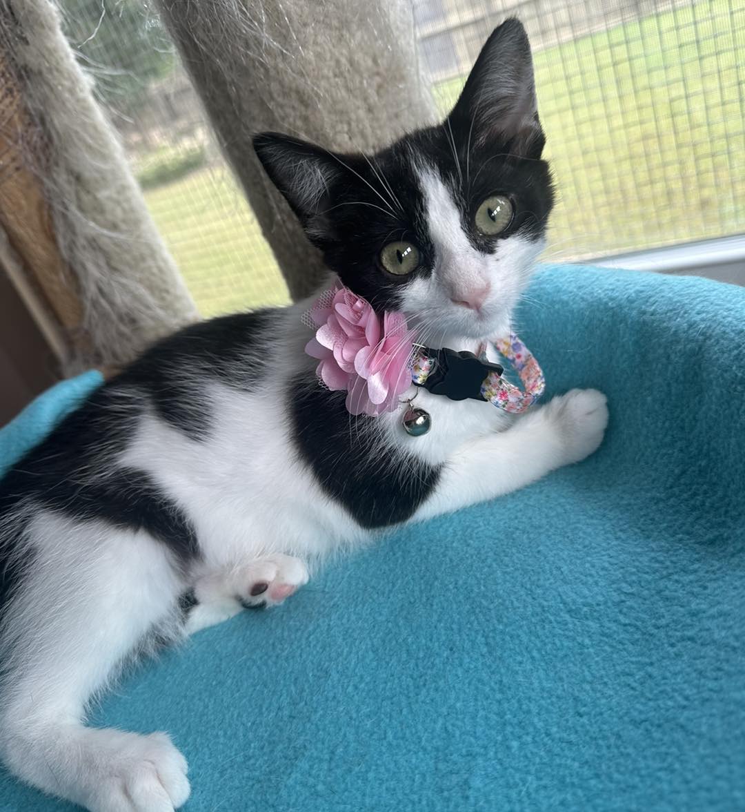 adoptable Cat in Capshaw, AL named WATERMELON