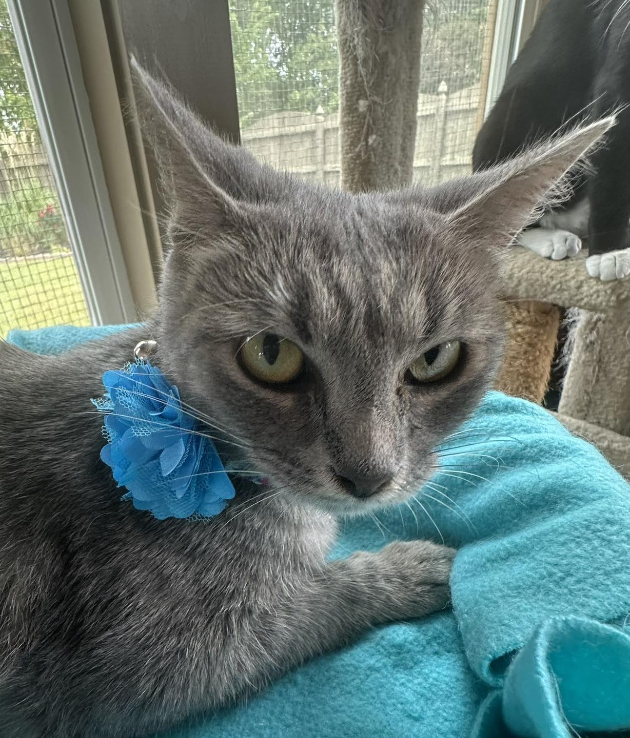 adoptable Cat in Capshaw, AL named TROLLI