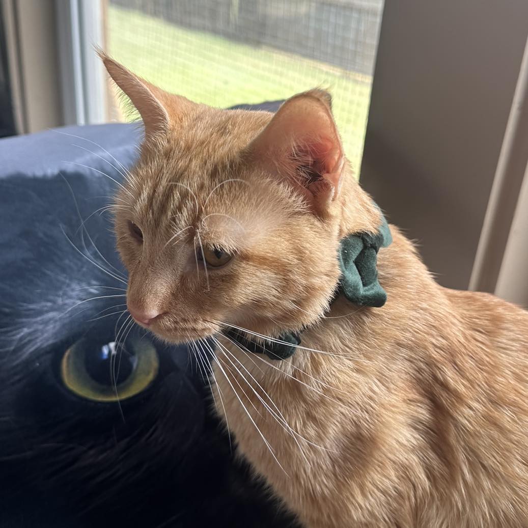 adoptable Cat in Capshaw, AL named FLAME