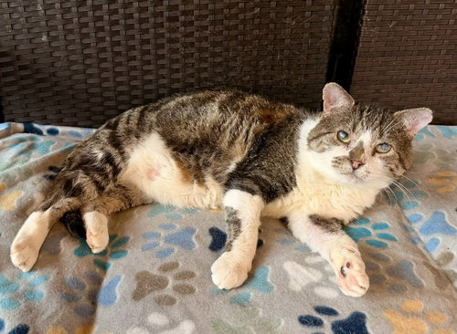 BEAU, Young Tabby (short coat), cat for adoption in Florence, Alabama