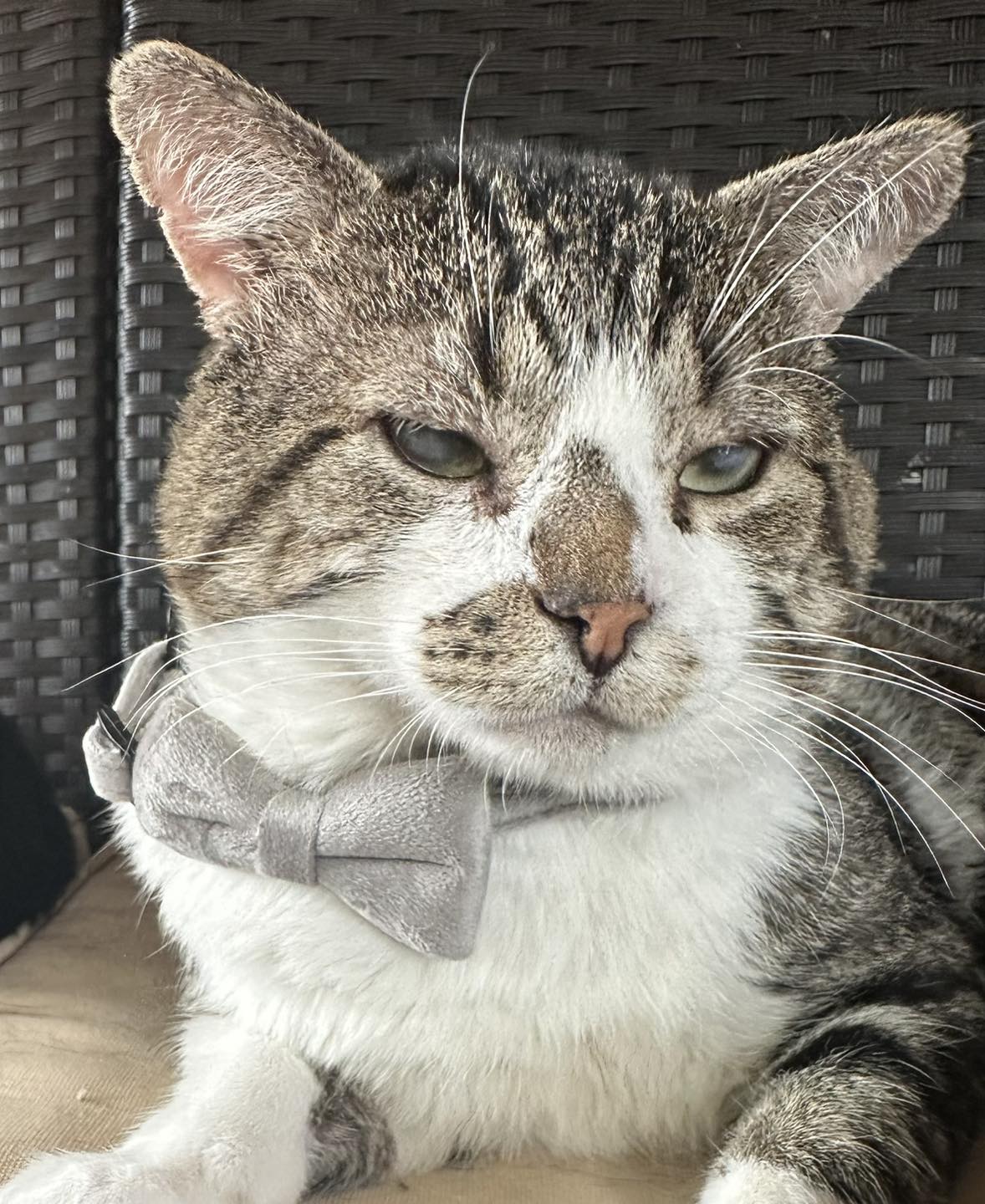 adoptable Cat in Capshaw, AL named BEAU