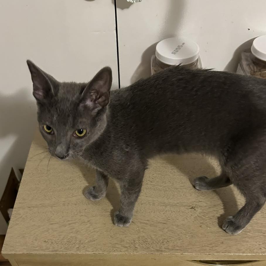 adoptable Cat in Capshaw, AL named ASHTON