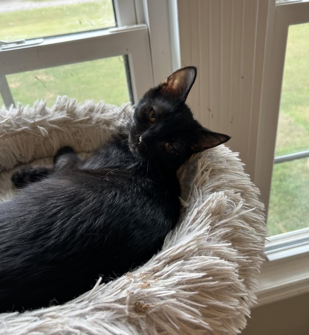 adoptable Cat in Capshaw, AL named ORRIN