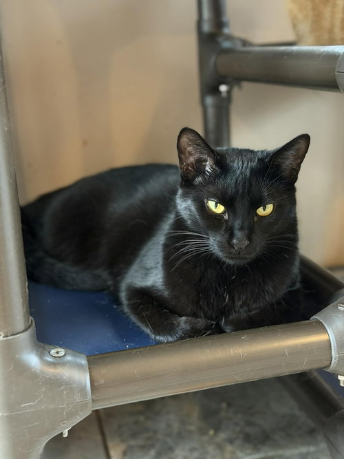 HARIBO, Young Domestic Short Hair (short coat), cat for adoption in Florence, Alabama