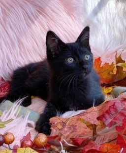 adoptable Cat in Capshaw, AL named CHUCKLES