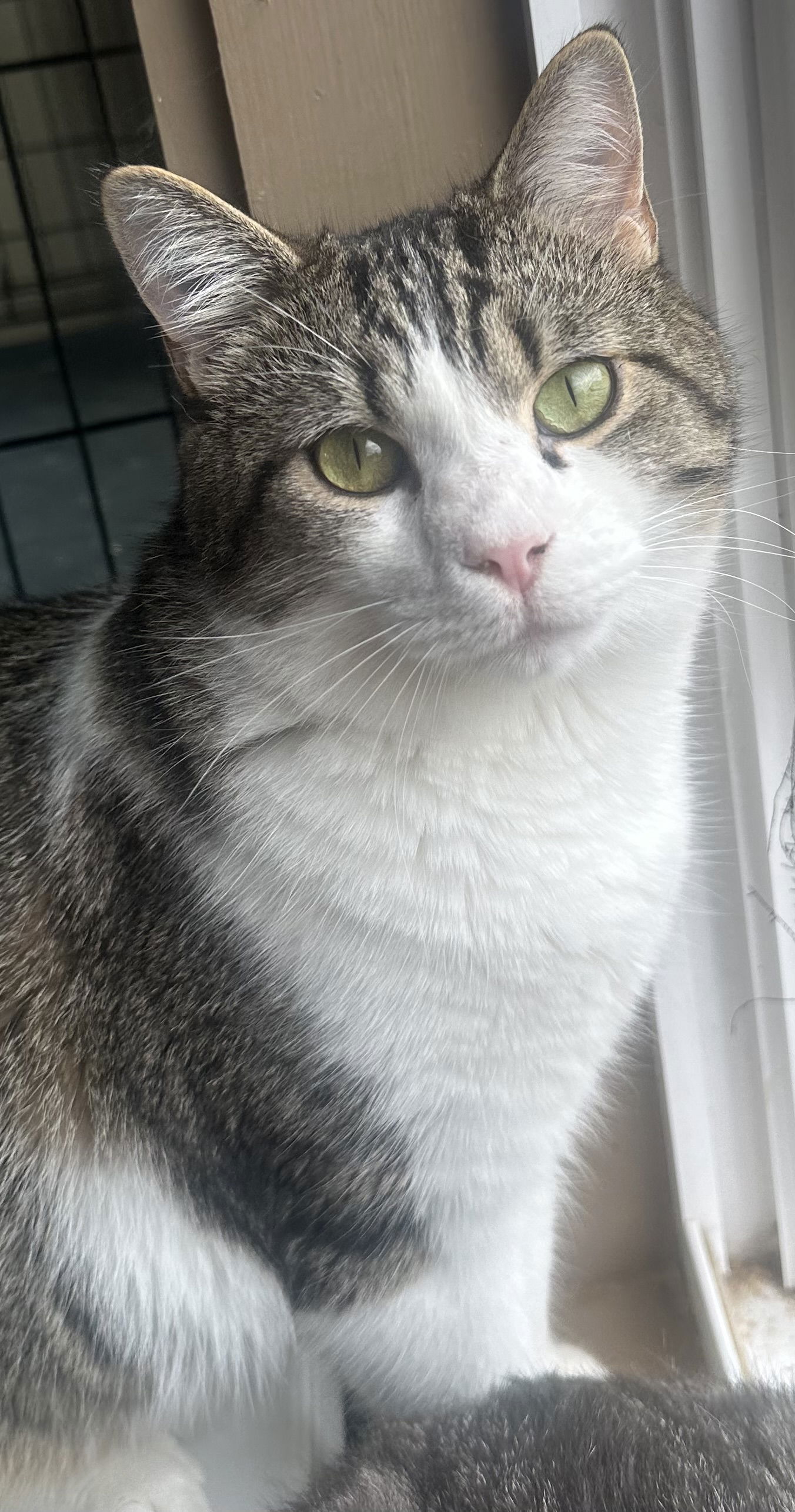 adoptable Cat in Capshaw, AL named SATSUMA