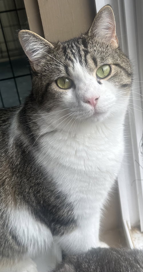 SATSUMA, Young Tabby (short coat), cat for adoption in Florence, Alabama