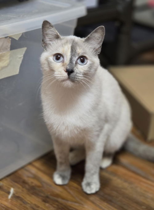 picture of the cat needing adoption