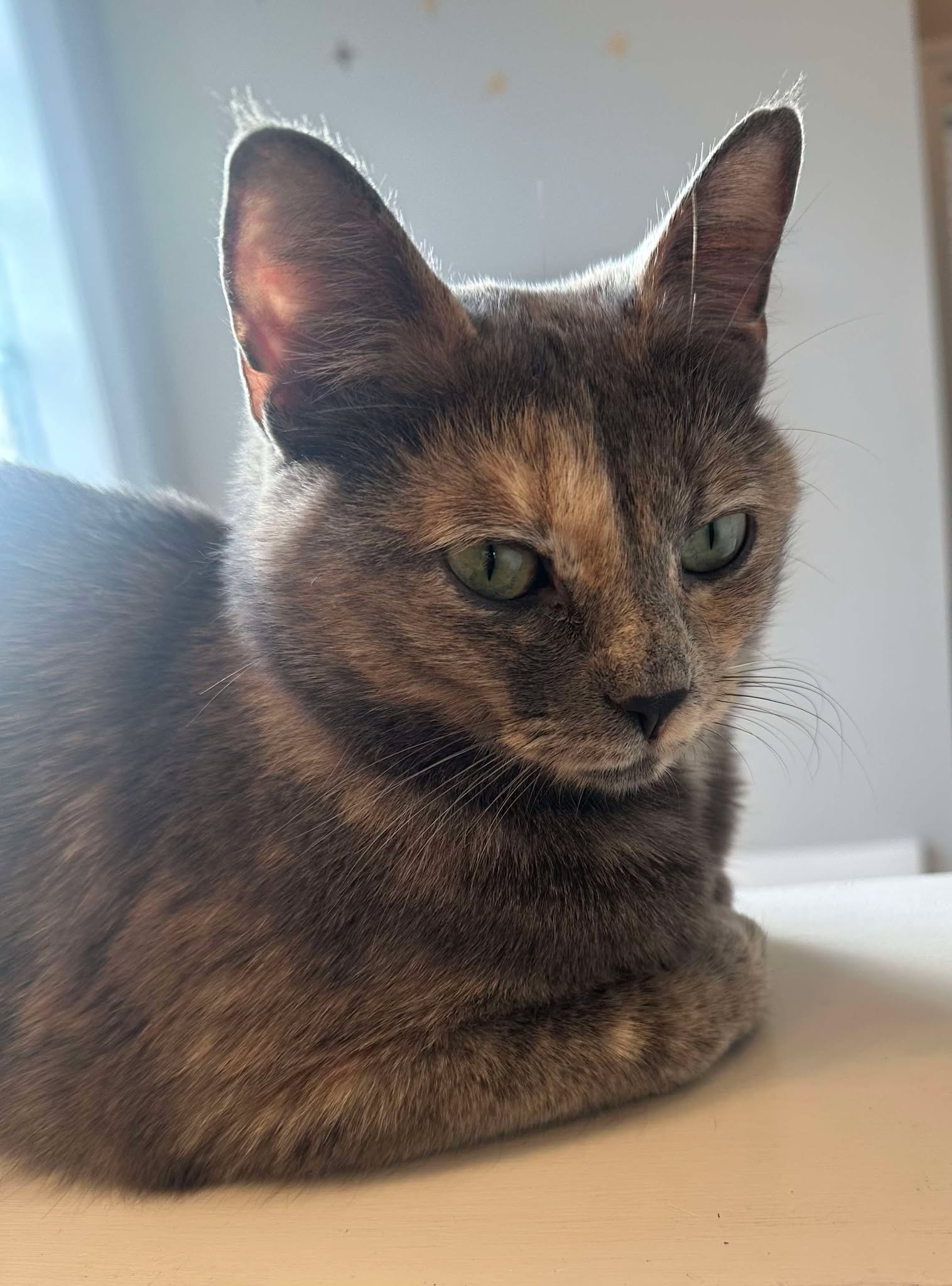 adoptable Cat in Capshaw, AL named PEBBLES