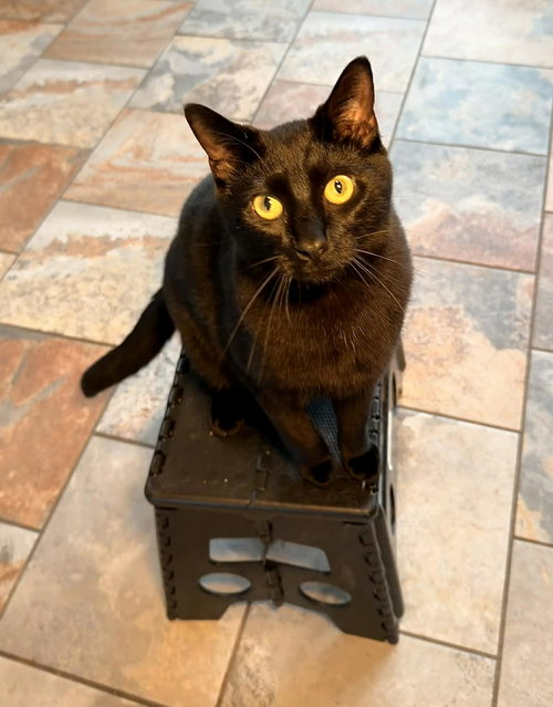 THING TWO, Young Domestic Short Hair (short coat), cat for adoption in Florence, Alabama