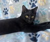 adoptable Cat in , AL named THING TWO