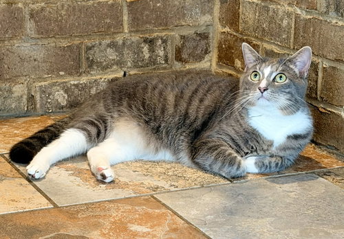 THING ONE, Young Tabby (short coat), cat for adoption in Florence, Alabama