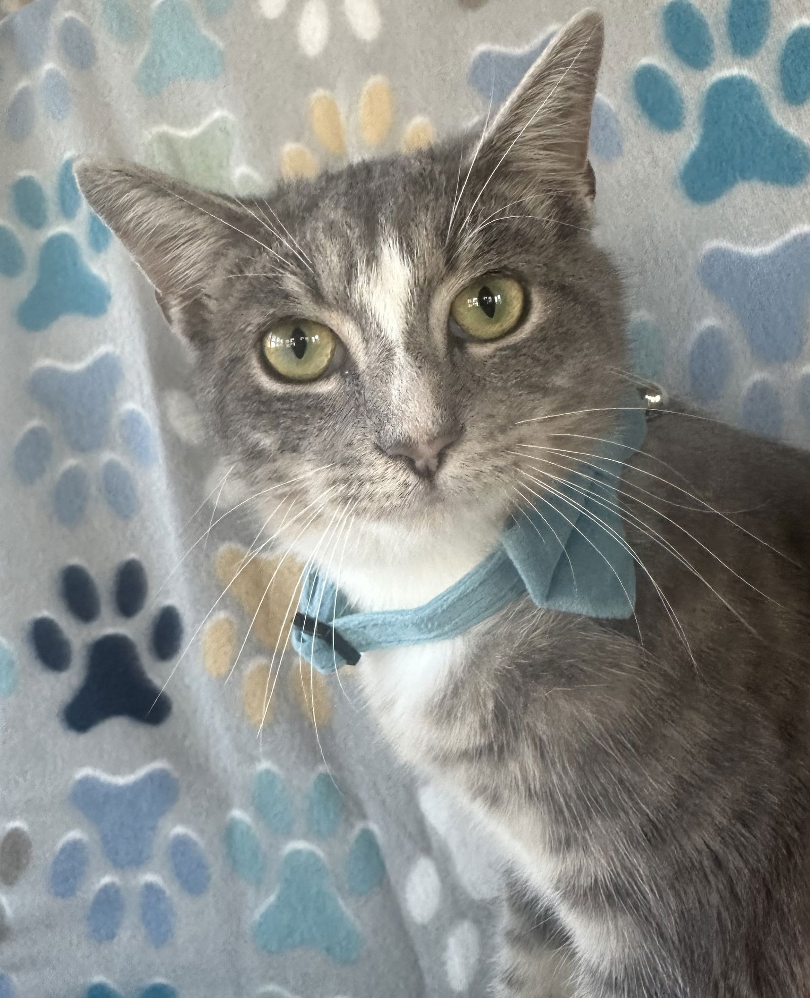 adoptable Cat in Capshaw, AL named THING ONE