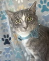 adoptable Cat in , AL named THING ONE