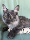 adoptable Cat in , AL named INFINITI