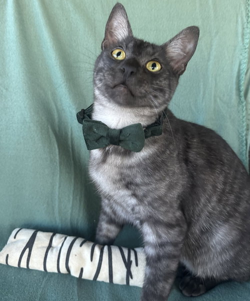 MERCURY, Young Domestic Short Hair (short coat), cat for adoption in Florence, Alabama